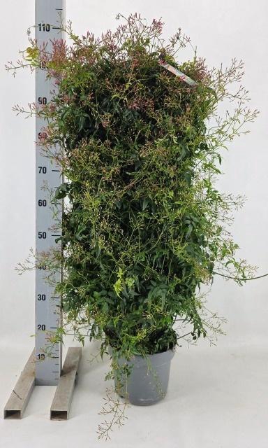 <h4>JASM POLYANTHUM WIT</h4>