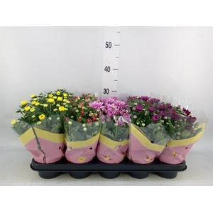 Chrysanthemum   ..rosebud mix