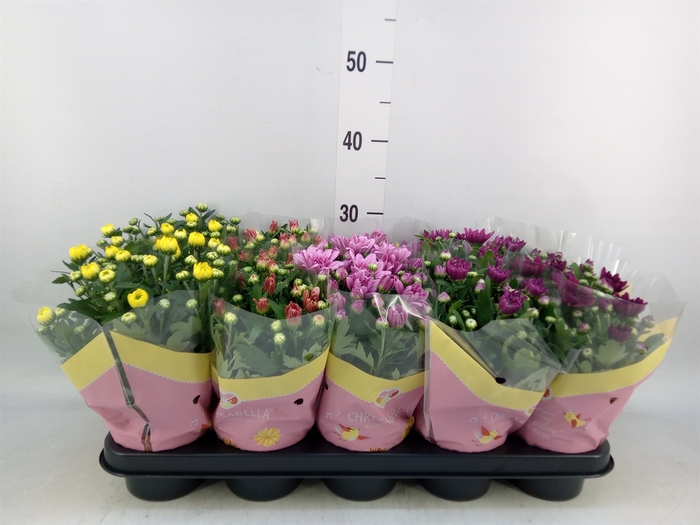 <h4>Chrysanthemum   ..rosebud mix</h4>