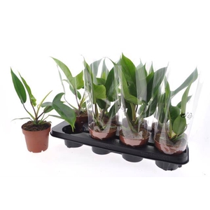 Philodendron Florida Green 12Ø 35cm