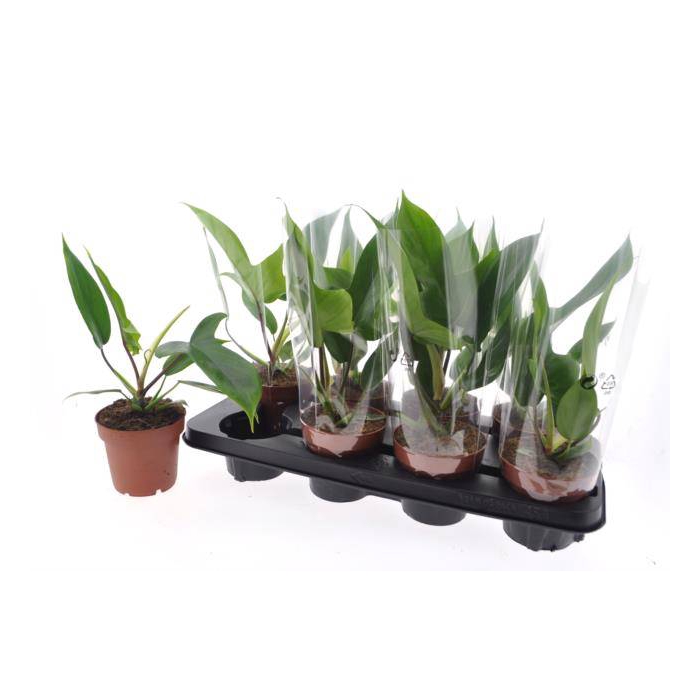 <h4>Philodendron Florida Green 12Ø 35cm</h4>