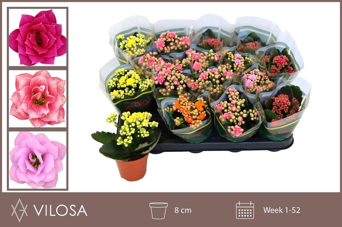 <h4>KAL GE GEM 5 KL</h4>