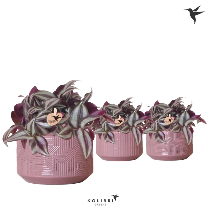 <h4>Kolibri Greens Tradescantia Zebrina in Maze pot purple</h4>