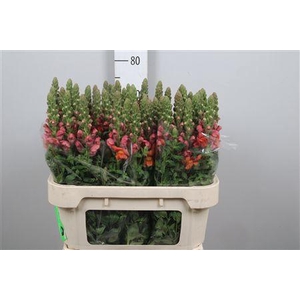 Antir Avignon D Oran