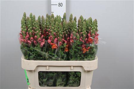 Antir Avignon D Oran