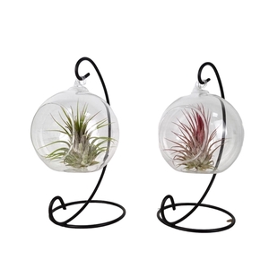 Tillandsia hangbol frame small