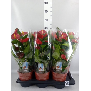 ANTHURIUM ANDR. 'FC CARINO PURO' 6+