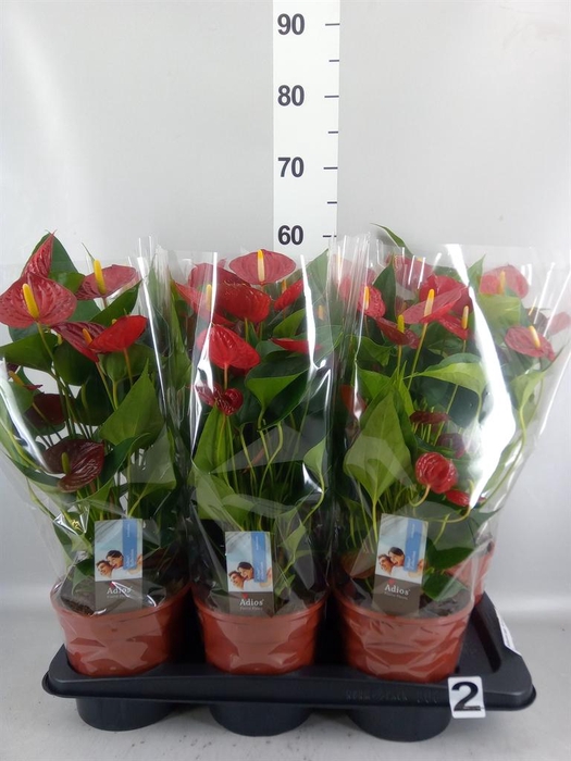 <h4>ANTHURIUM ANDR. 'FC CARINO PURO' 6+</h4>