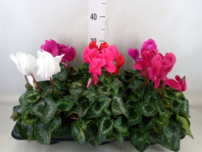 <h4>Cyclamen GR 'Leopardo'</h4>