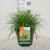 Pennisetum alopecuroides Hameln