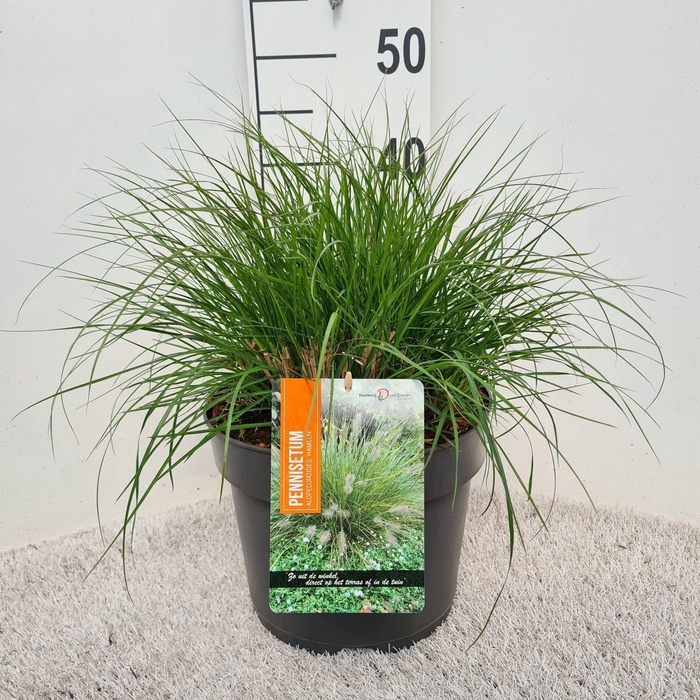 <h4>Pennisetum alopecuroides Hameln</h4>