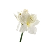 Amaryllis White