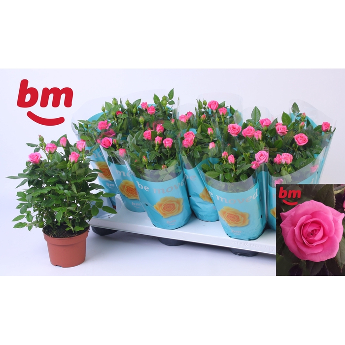 <h4>RO SPARKLING JEWEL</h4>