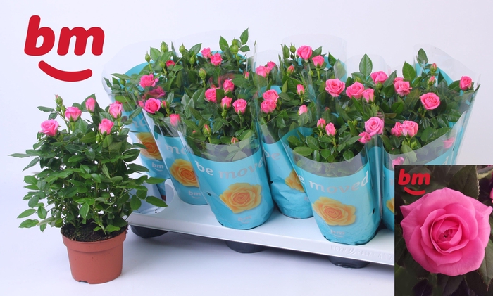 <h4>RO SPARKLING JEWEL</h4>