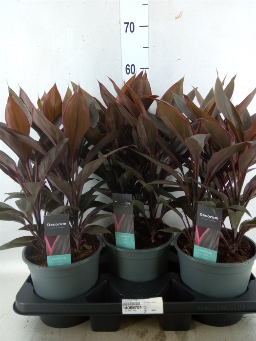 <h4>Cordyline fruti. 'Tango'</h4>