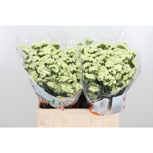 Limonium St Starlight Wings