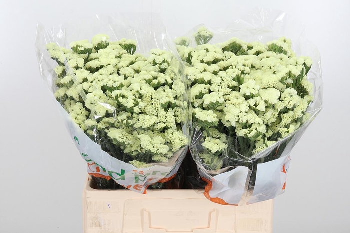 <h4>Limonium St Starlight Wings</h4>