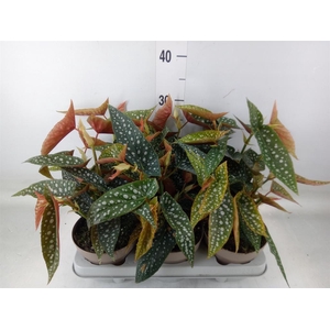 Begonia BD mac. 'Wightii'