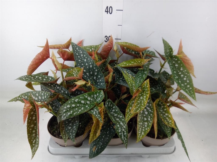 <h4>Begonia BD mac. 'Wightii'</h4>