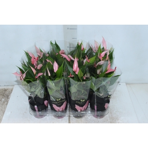 ANTHURIUM LILLI P09 PREMIUM