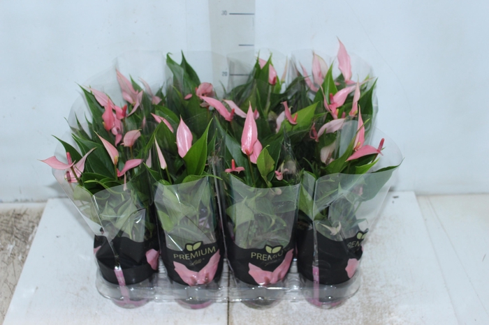 <h4>ANTHURIUM LILLI P09 PREMIUM</h4>