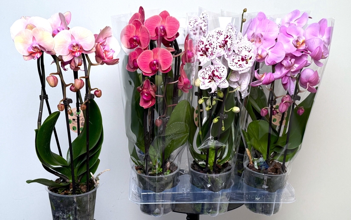 <h4>PHAL EL CASCADE</h4>