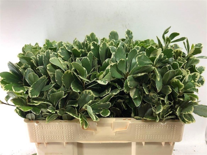 <h4>PITTOSP TO ILAN</h4>