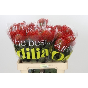 Nutans Ayoba Red