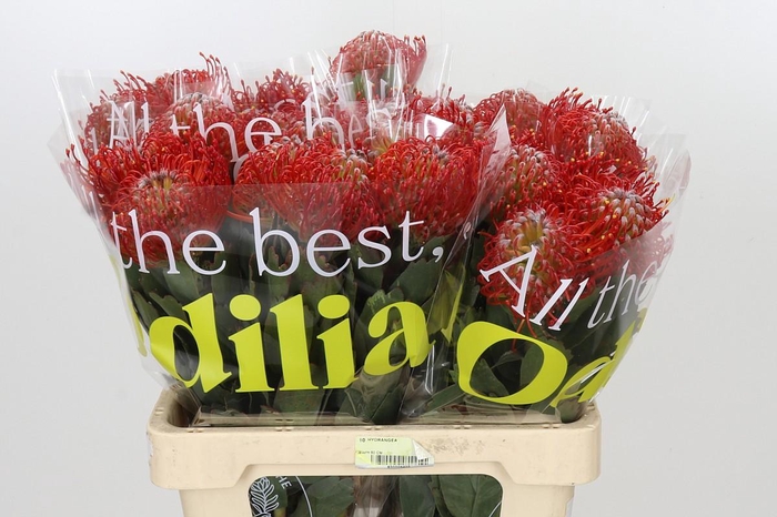 <h4>Nutans Ayoba Red</h4>