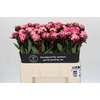 Paeonia The Fawn