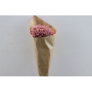 Dried Glixia Marcela L Pink Bunch