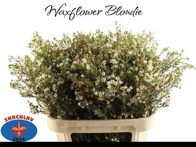 <h4>CHAME BLONDIE</h4>