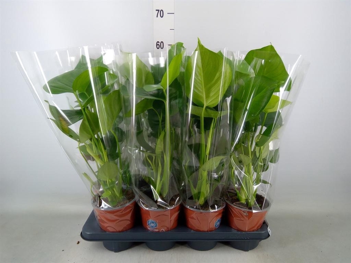 <h4>Monstera delic.</h4>