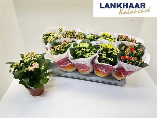 <h4>KAL GE PERF GEM 5 KL</h4>