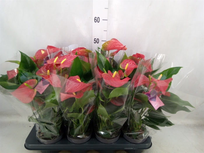 <h4>Anthurium  'Mystral'</h4>