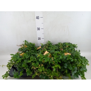 Parthenocissus inserta