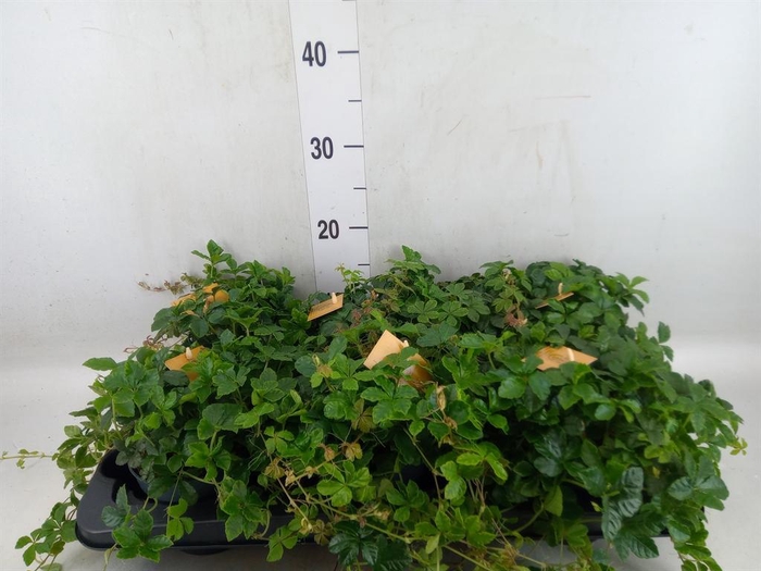 <h4>Parthenocissus inserta</h4>