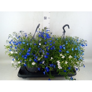 Lobelia erin. 'Compacta Blue'