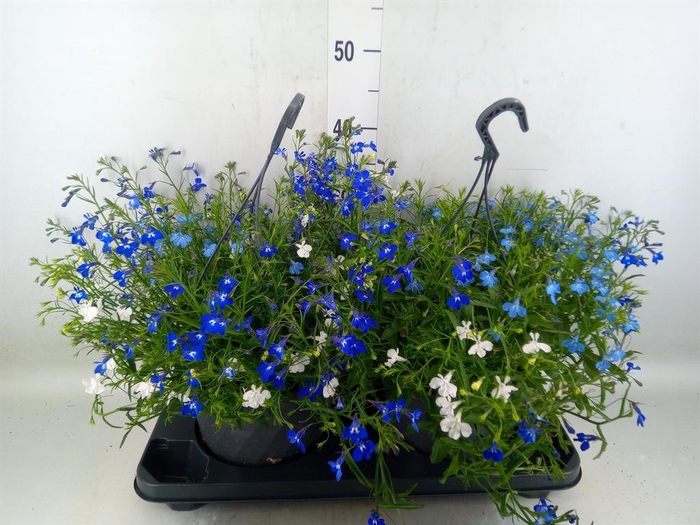 <h4>Lobelia erin. 'Compacta Blue'</h4>