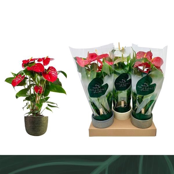 <h4>Anthurium Andreanum Grp gemengd 3 kleuren</h4>