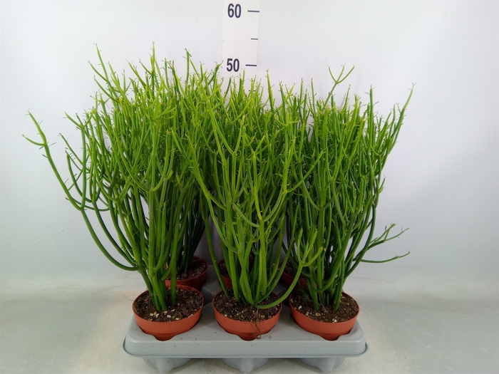 <h4>Euphorbia tirucalli</h4>