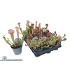 Sarracenia Ov
