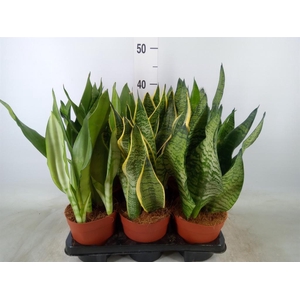 Sansevieria trifa.   ...
