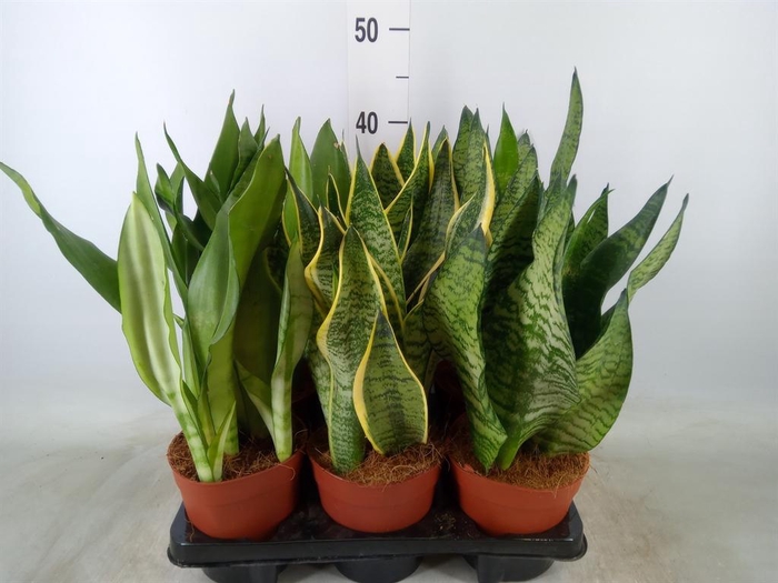 <h4>Sansevieria trifa.   ...</h4>