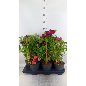 Clematis  'Boulevard'   ...