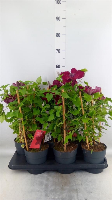 <h4>Clematis  'Boulevard'   ...</h4>