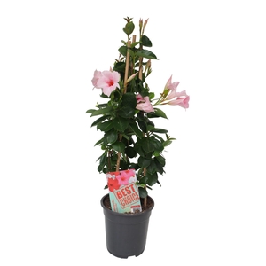 Sundaville (Dipladenia) licht roze P19