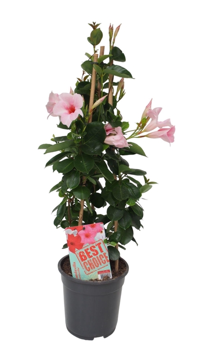 <h4>Sundaville (Dipladenia) licht roze P19</h4>