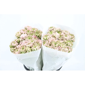 Ran Ponpon Ex Candy Pink