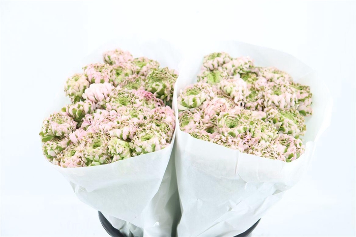 <h4>Ran Ponpon Ex Candy Pink</h4>